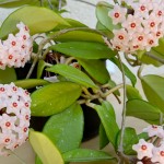 Blooming Hoya Plant