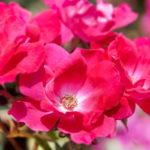 Knockout Rose Guide