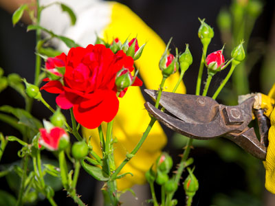 How to Deadhead Knockout Roses