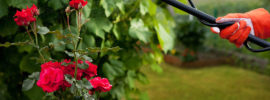 Rose Fertilizer Guide: Choosing the Best Rose Fertilizer