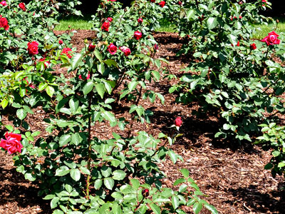 rose-mulching