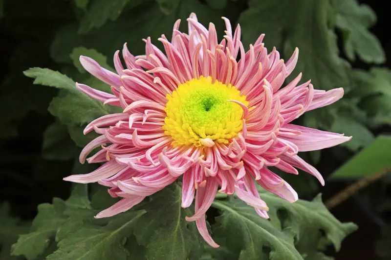 Chrysanthemum