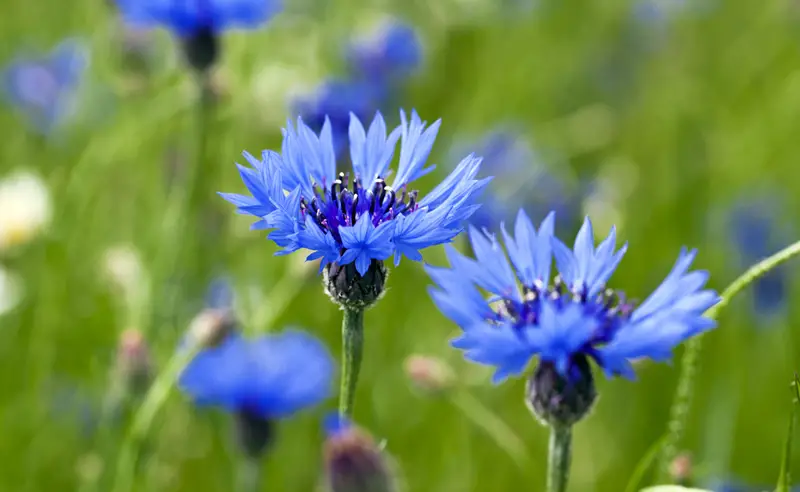 Cornflower