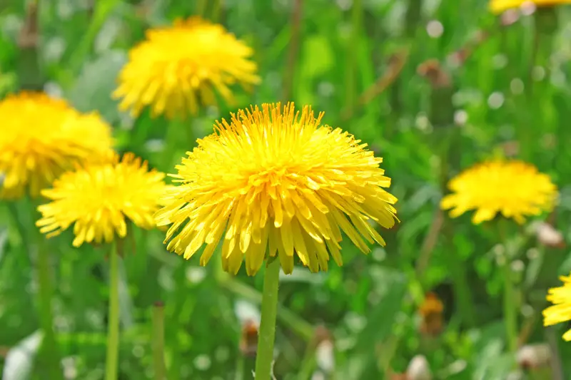 Dandelion