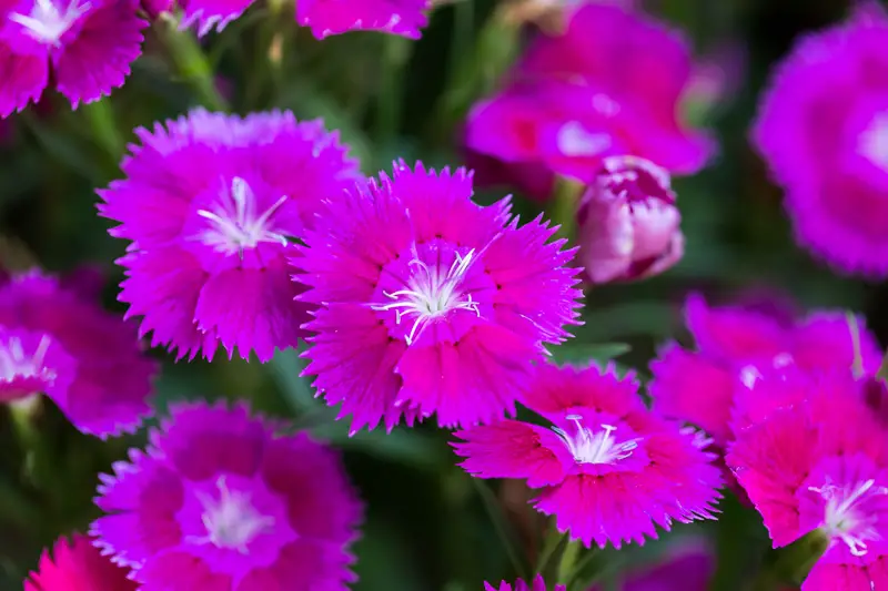 Dianthus