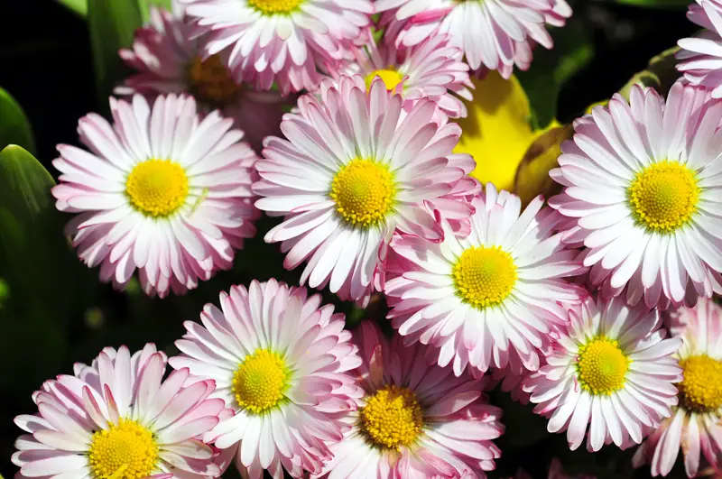 English Daisy