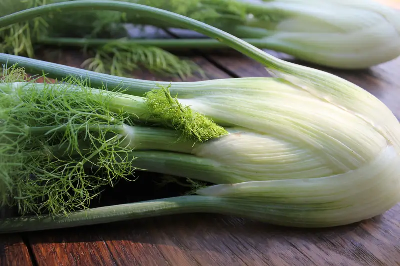 Fennel