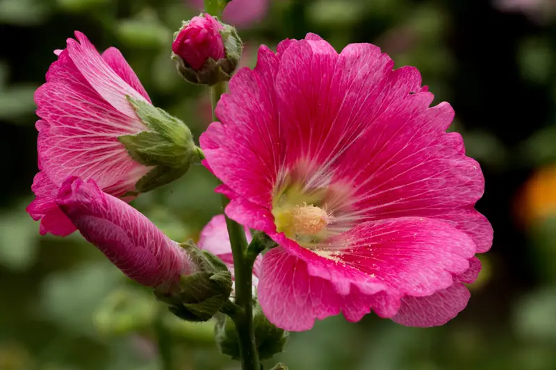 Hollyhock