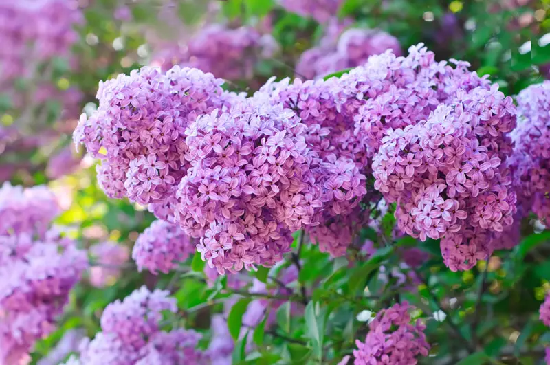 Lilac