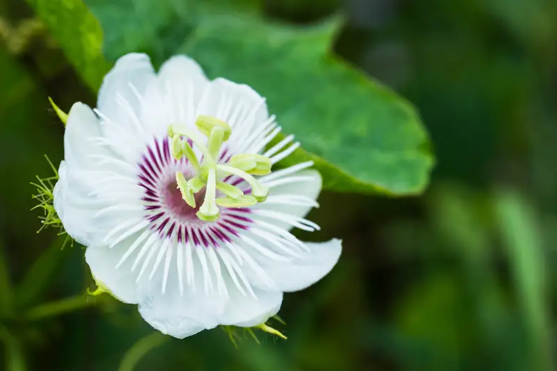 Passionflower 01