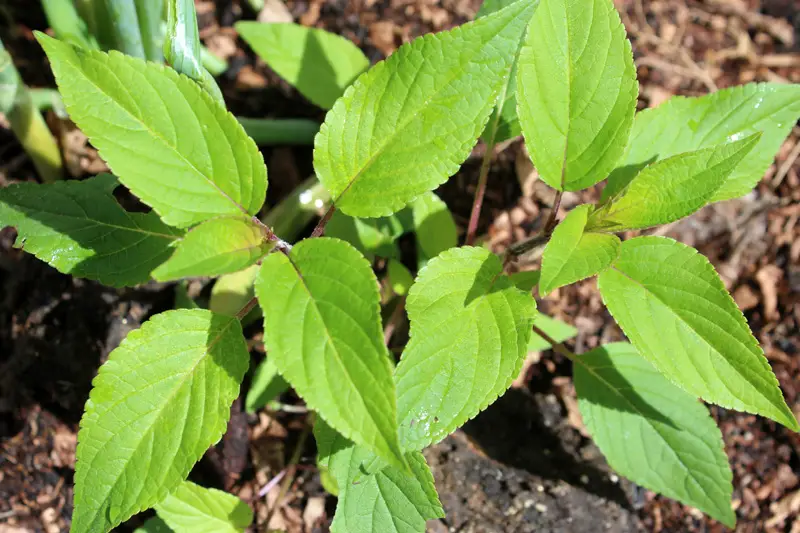 Pineapple Sage