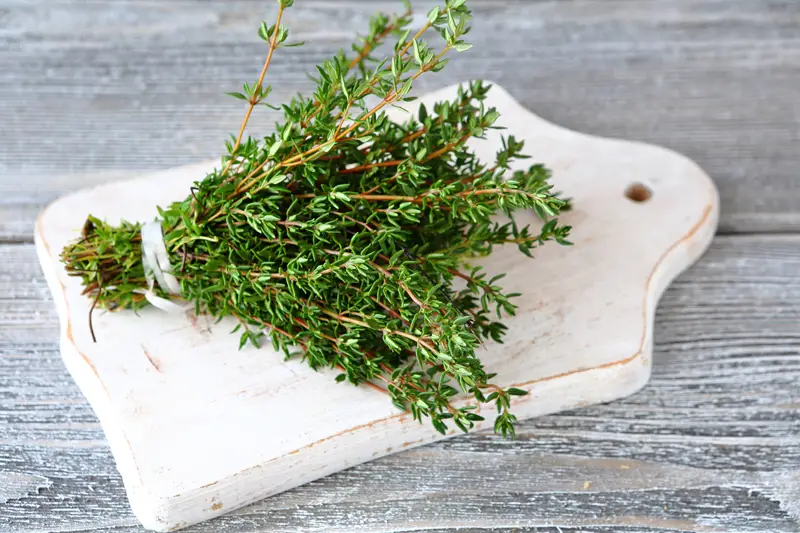 Thyme 01