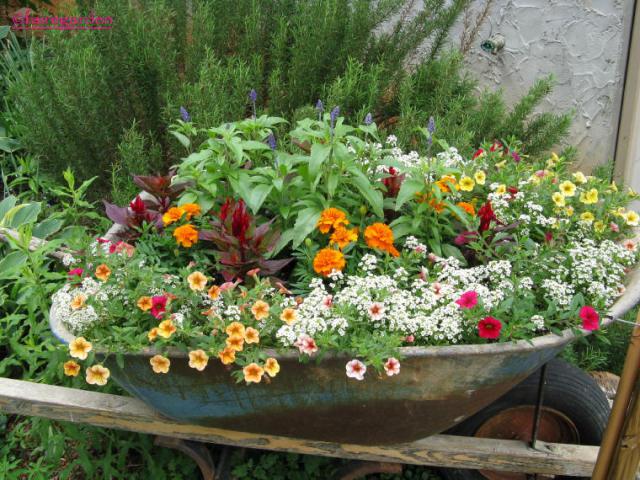 fairegarden wheelbarrow 01