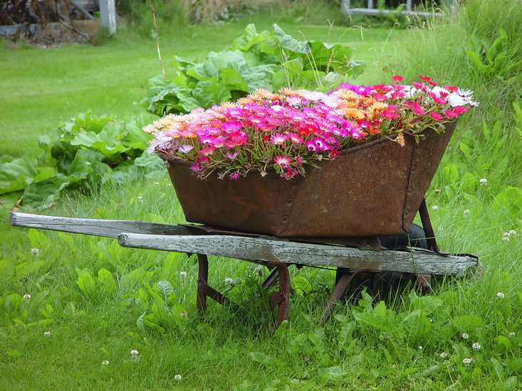 wheelbarrow planter 01