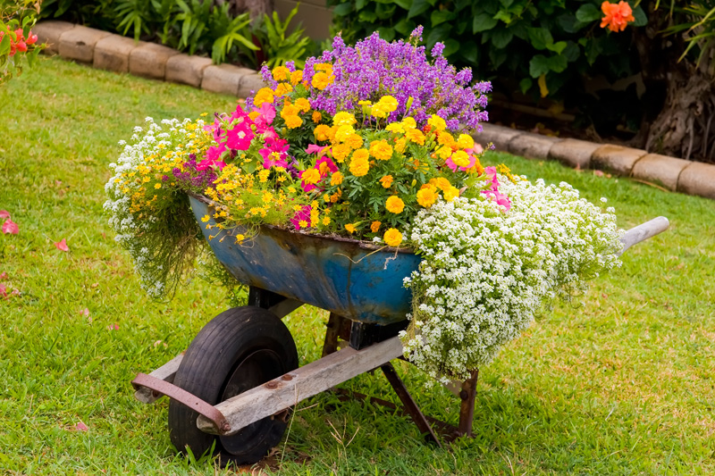 wheelbarrow planter 02