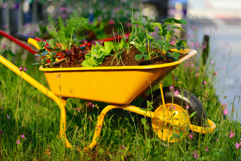 wheelbarrow planter 04