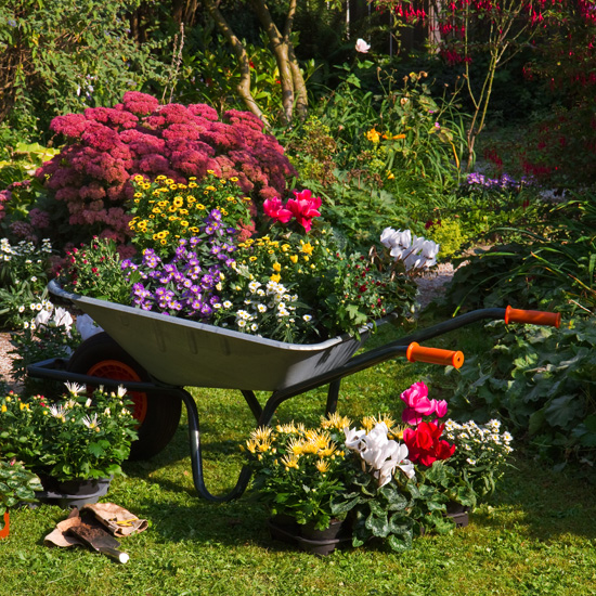 wheelbarrow planter 06