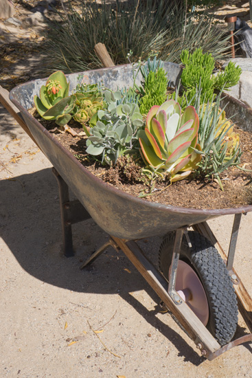 wheelbarrow planter 07