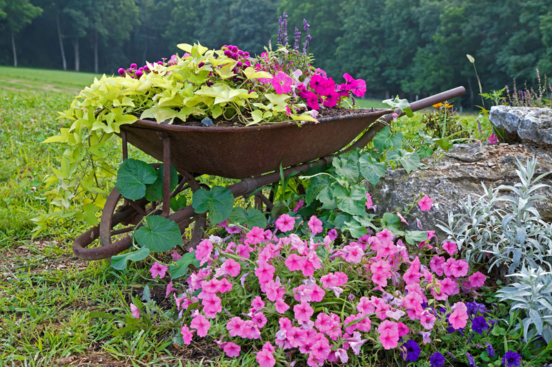 wheelbarrow planter 11