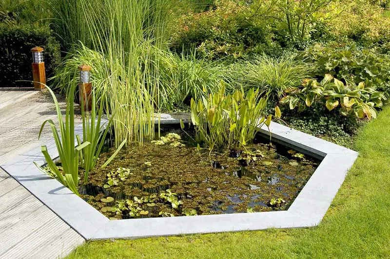 deck pond