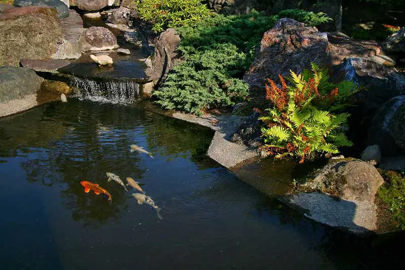 koi pond