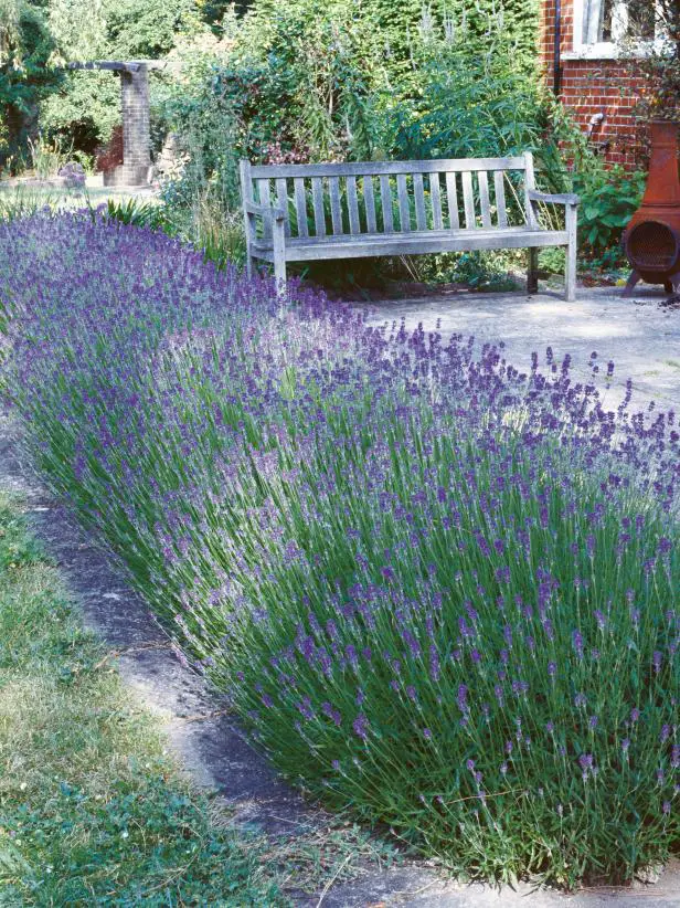 RX-DK-HTG19802_lavender-hedge_s3x4.jpg.rend.hgtvcom.616.822