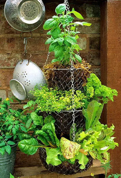 HIGH RES 0054657.jpg Hanging basket - Suspended salad bar with sweet basil, golden thyme, parsley, yellow veined chard and Lettuce including 'Freckles' GAP Photos/Graham Strong
