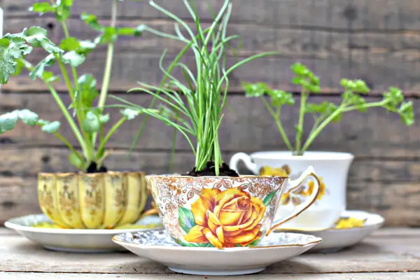 teacup-herb-favors