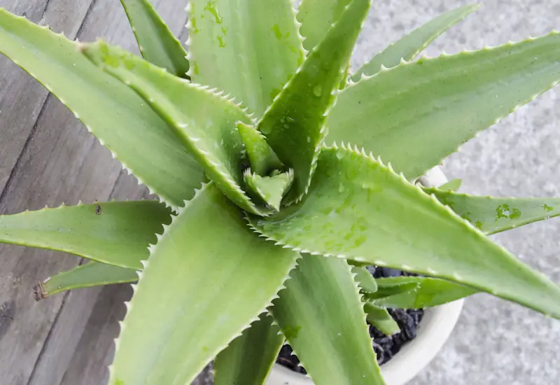 aloe vera