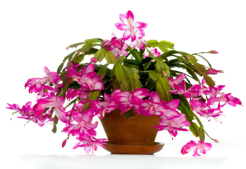 christmas cactus