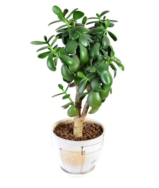 jade plant