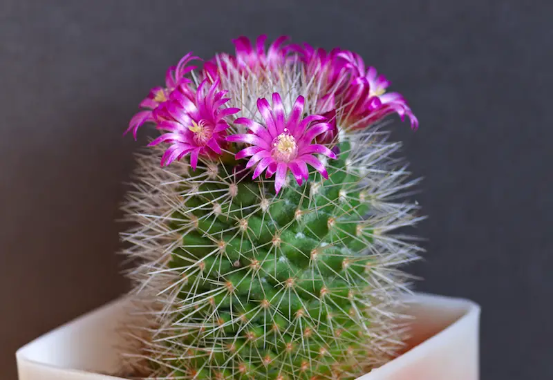 pincushion cactus