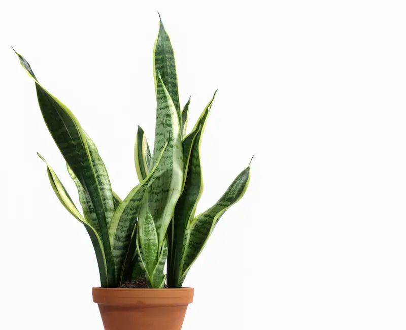 snake plant 2