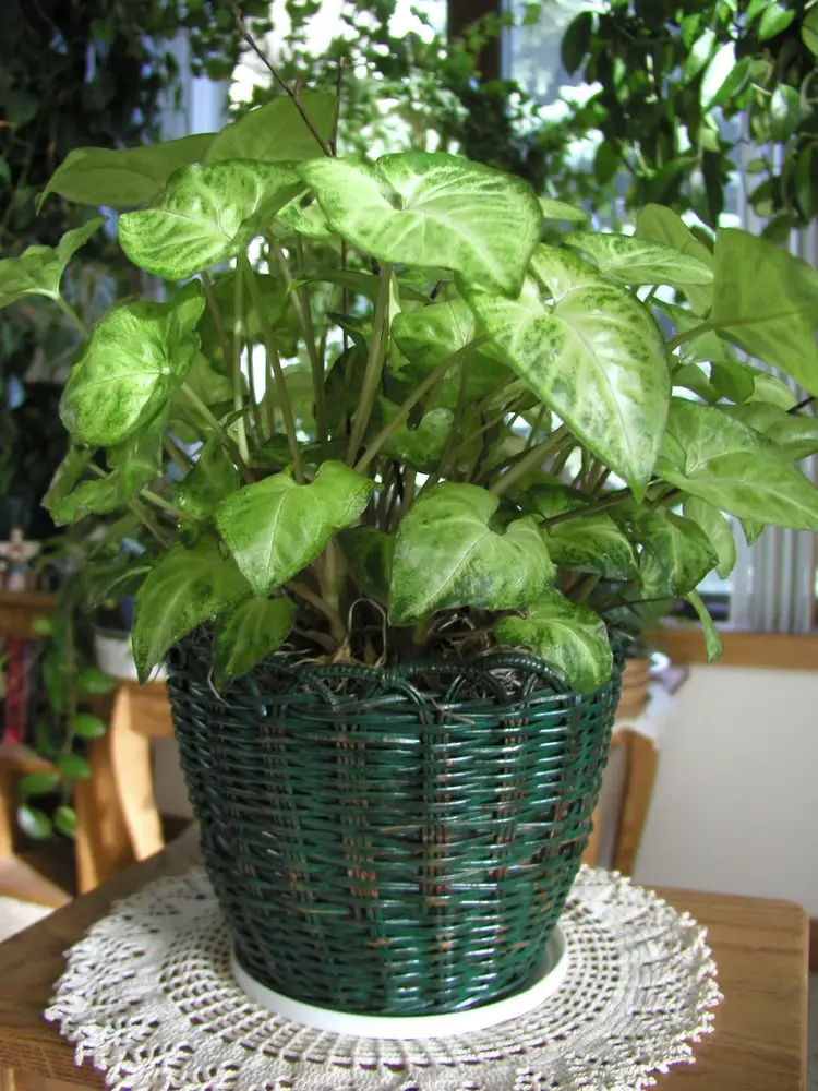 The arrowhead plant is well suited for being grown alone or in a mixed planting, whatever your taste dictates. As the plant grows and ages, however, it will begin to sprout vines. For this reason, we encourage you to grow it in a hanging basket, where the vines can truly flourish and drape in full view. It can also be planted on a pole or trellis to offer support.