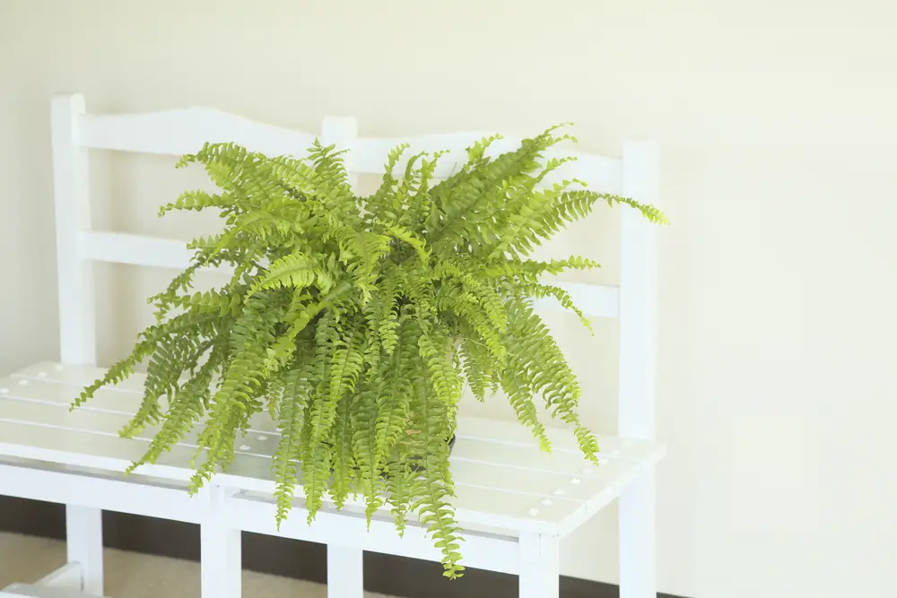 The Boston fern, while a hardy plant, needs a cool place with decent humidity and some indirect light. It's a good idea to provide additional humidity in the dry winter months. It's the one key element to making this plant thrive. To help even further, make sure the soil is always damp, and try misting the plant with a sprayer. It's a very responsive plant, and you'll see the difference immediately.