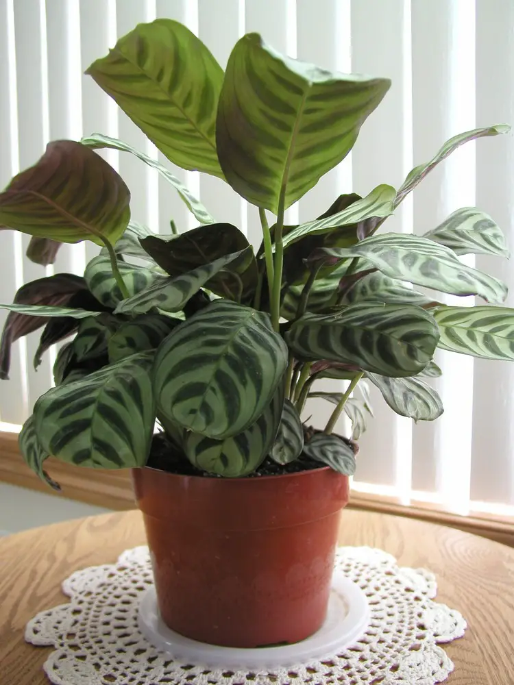 Calathea plants feature some of the most gorgeous foliage on earth, as you can see from our photo above. For indoor growing, you'll need indirect light so as to not fade the leaf colors, plus a solid amount of humidity. You'll want to keep its soil properly moist and avoid over-watering during winter. Of course, being perfect for indoors growth, it prefers warm conditions, above 60 degrees.