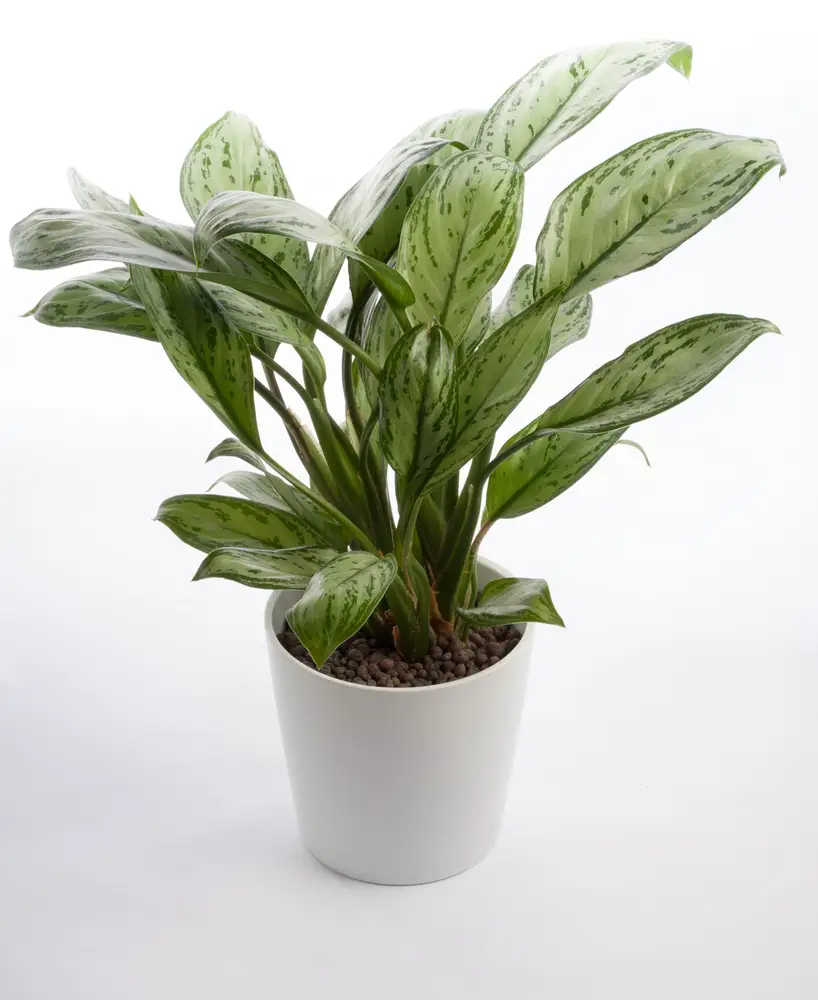 Known as one of the most popular houseplants around, the Chinese evergreen is a tough little guy, known as one of the most durable houseplants you can grow. It will tolerate poor light and a lack of humidity with aplomb. While it's obviously preferable to place the plant in a warm spot with indirect light, it will tolerate less-than-ideal conditions far better than most of its peers.