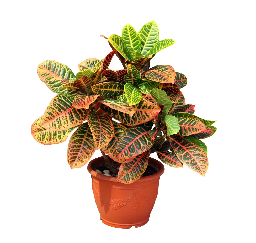 Crotons are marvelous plants with an outsize amount of color for the amount of work they require. Although they'll thrive in an indoor environment, they do need plenty of sunlight. With plentiful direct light, the leaves will have more variegation and the colors will be brighter and bolder. It's good to place them in southern or western facing windows for this reason.