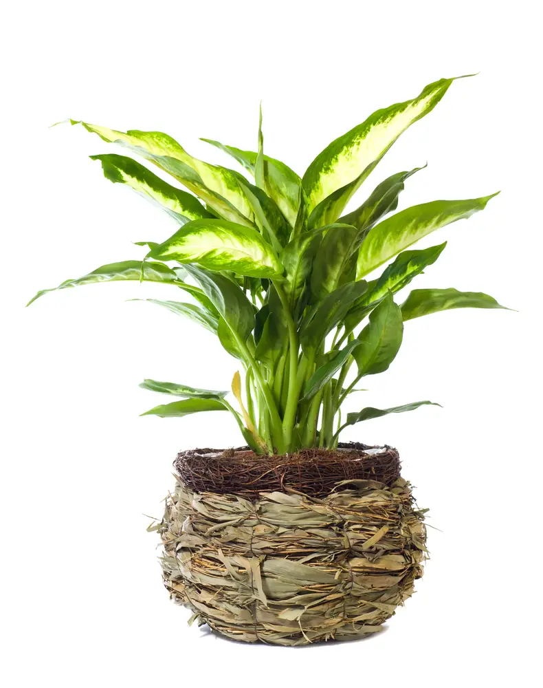 When the only major potential problem with a plant is over-moisturizing it, you know you've got a winner. The large and beautiful dieffenbachia can be the perfect plant for your home or office. It's relatively adaptable to different kinds of lighting and conditions which might not be expected for a traditional houseplant to thrive. Make sure to give it diffuse lighting and you'll be well on your way to caring for a healthy plant for years.