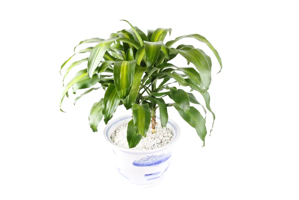 The dracaena name covers a group of plants that includes many individual species able grow up to 6 feet tall, sporting long leaves, often with red and yellow variegation. It's a relatively carefree plant, tolerating low light and low humidity, very forgiving of the occasional missed watering. Thus, it's kind of perfect as a house plant. As it ages, the lower leaves drop off and the trunk scars over, leaving an interesting pattern of markings.