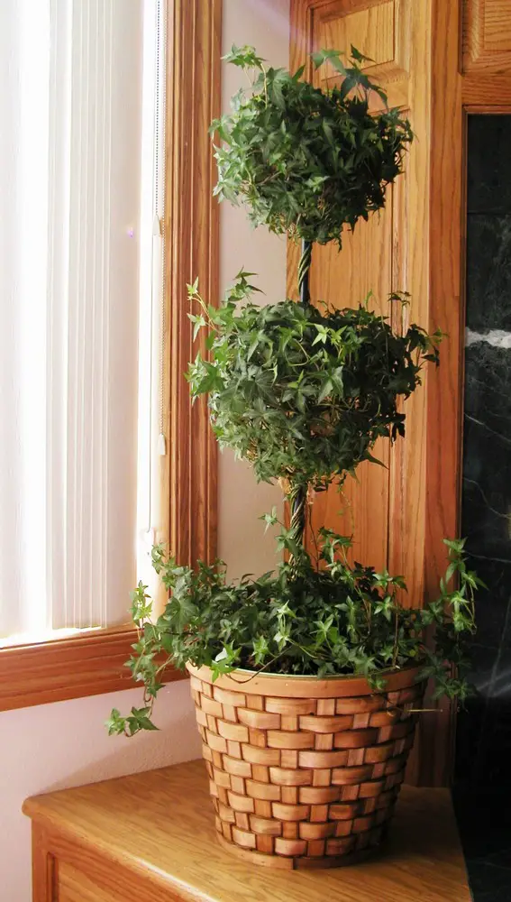 This plant is a superb climber, able to wrap itself around virtually any structure you plant it on or around. It's a hardy plant that can take a lot of environmental abuse, with a slow but escalating growth rate that sees more expansion in the second and third years of its life. It's a striking addition to any room, and one of the more ostentatious plants you'll see indoors. This plant is a superb climber, able to wrap itself around virtually any structure you plant it on or around. It's a hardy plant that can take a lot of environmental abuse, with a slow but escalating growth rate that sees more expansion in the second and third years of its life. It's a striking addition to any room, and one of the more ostentatious plants you'll see indoors.