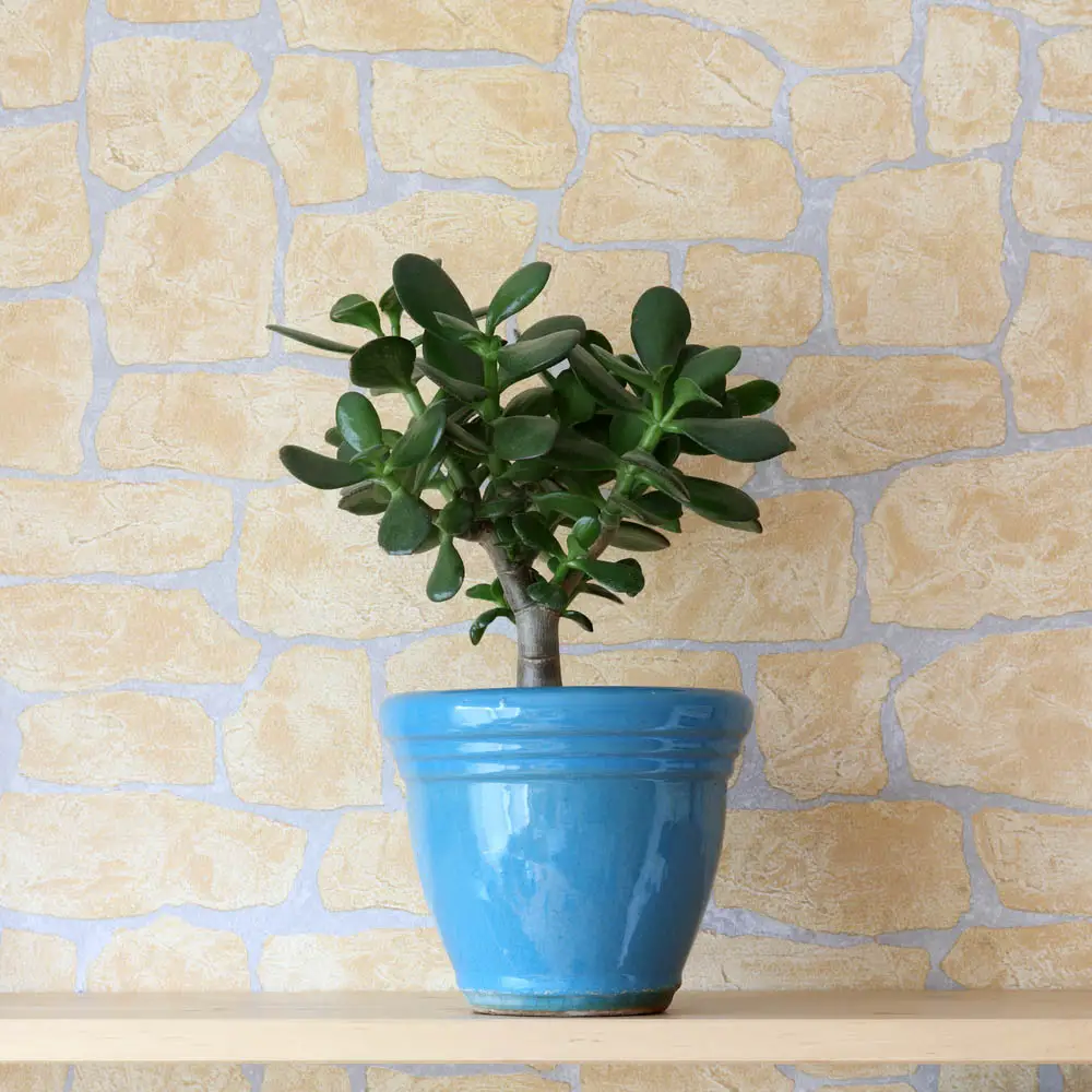 Jades are possibly the most popular succulent out there. A native to southern Africa, it's become one of the most popular houseplants out there. The jade doesn't require a whole lot of water, instead preferring the occasional drip and some indirect sunlight. The rubbery feel of the leaves and pliant trunk make it a joy to behold and even touch. Jades are possibly the most popular succulent out there. A native to southern Africa, it's become one of the most popular houseplants out there. The jade doesn't require a whole lot of water, instead preferring the occasional drip and some indirect sunlight. The rubbery feel of the leaves and pliant trunk make it a joy to behold and even touch.
