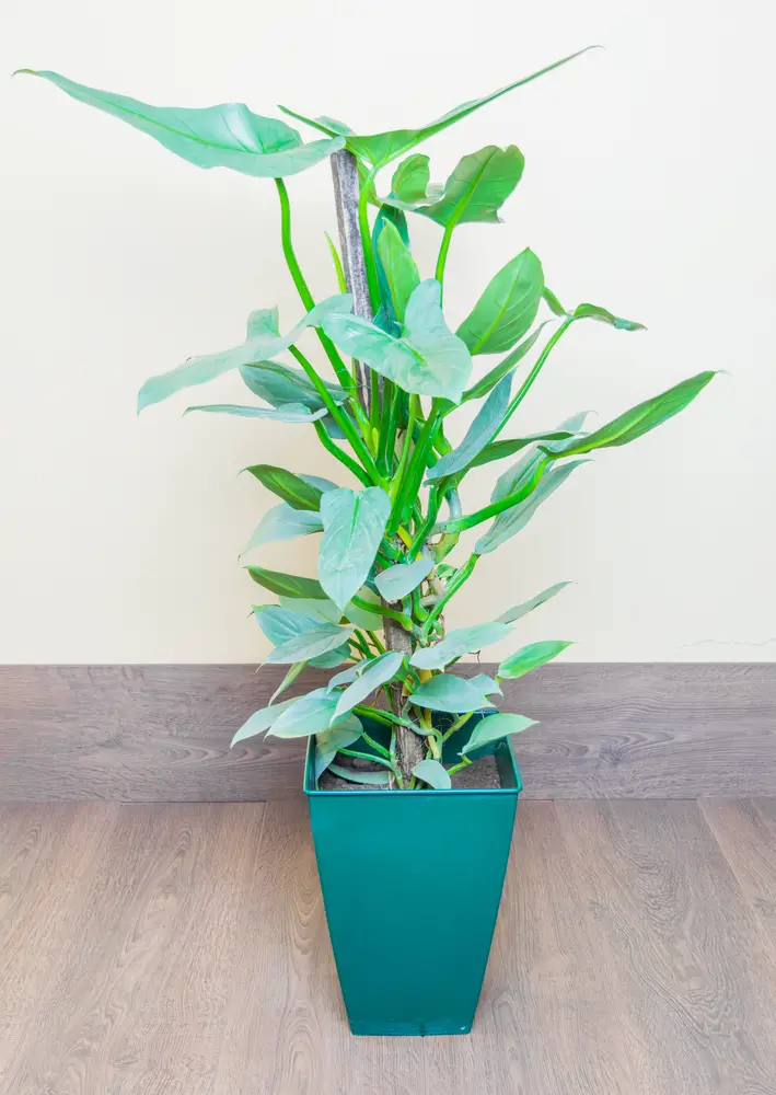 Aside from an occasional need for liquid fertilizer, the philodendron care is easy to care for, so long as you watch for the right signals. This is a houseplant that will tell you exactly what it needs. It will thrive indoors year round, but can enjoy an occasional stay outdoors in a shaded spot, so long as the weather is warm enough. Unlike many plants, it doesn't experience much stress when transitioning from indoors to out and back.