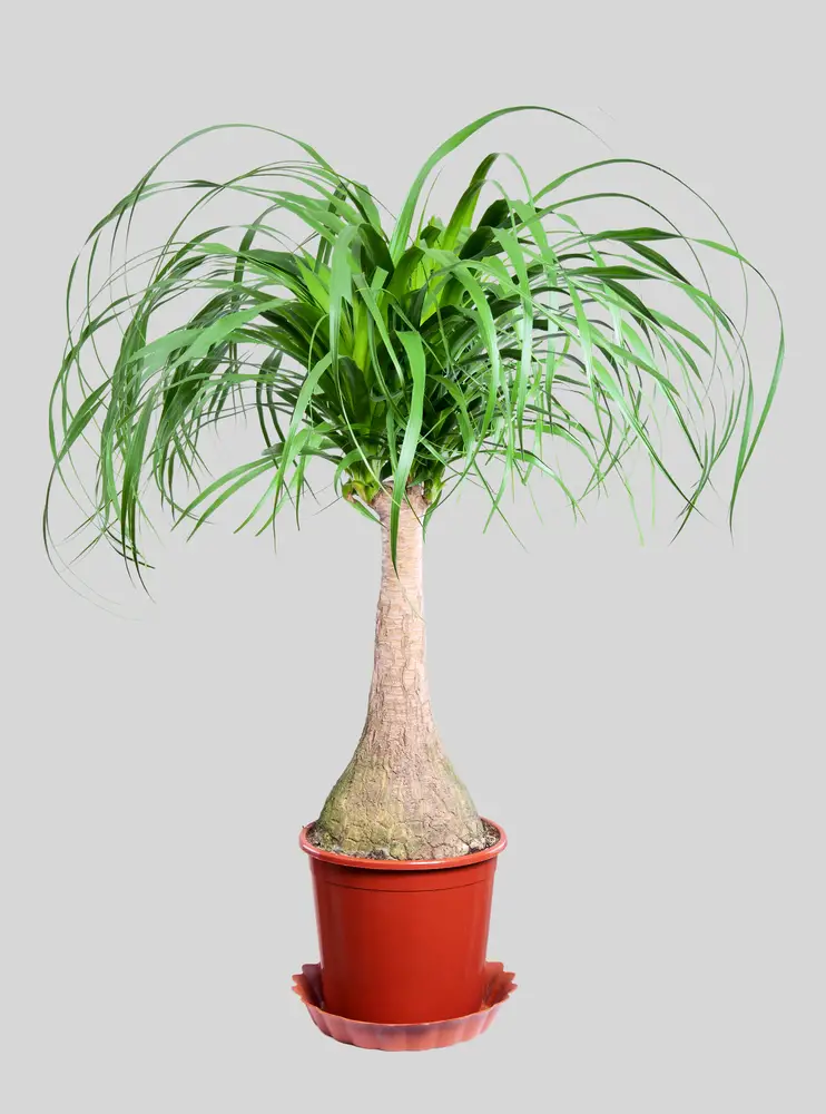 This visually stunning plant makes the source of its name immediately apparent, with a trunk that moves from bulbous to skinny at the top, plus a bulbous set of leaves emerging, it's playful and unique houseplant in any setting. Being a succulent, it grows best in semi-dry situations, and is happy to thrive with ample sunlight only half the time. It can even survive on low indoor lighting throughout the winter, so long as it's given plenty of sunshine in the warmer months. This visually stunning plant makes the source of its name immediately apparent, with a trunk that moves from bulbous to skinny at the top, plus a bulbous set of leaves emerging, it's playful and unique houseplant in any setting. Being a succulent, it grows best in semi-dry situations, and is happy to thrive with ample sunlight only half the time. It can even survive on low indoor lighting throughout the winter, so long as it's given plenty of sunshine in the warmer months.