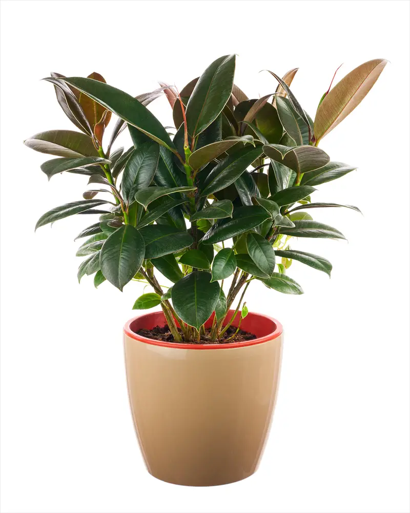 Also known by its scientific-yet-catchy name, ficus elastica, this plant is one of our favorites to be found in houses around the world. First of all, it's best to purchase a young rubber plant so that it will become acclimated to indoor life; it's more difficult to transition a mature plant from outside to in. With just a little bit of water and some attention paid to sunshine time, this plant will thrive and grow large in your home.