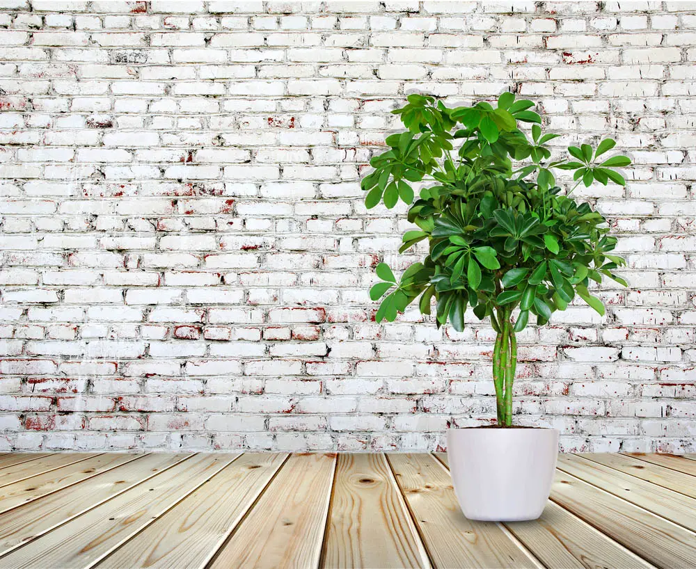 The attractive, bamboo-like trunks and lush rounded leaves of this plant make it an attractive addition to any home. It's a larger plant that will require, most likely, a floor pot. While easy to care for, it does require moderate sunlight, partially direct, to fully flourish. You'll want to water only once the soil in the pot has fully dried out, and the plant can require pruning, so make sure to keep an eye on it.