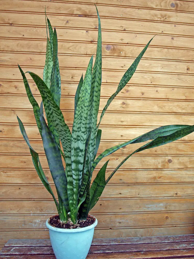With its massive strappy leaves and broad appearance, this plant has become a perennial favorite of homes around the world. Not only is it overtly attractive and somewhat unique; the plant is super tough and can bounce back from weeks of neglect, if needed. Of course, we would never encourage neglect, but if you happen to be the forgetful type, this could be the houseplant for you. Even cooler, the plant is known for its air purification properties, helping keep the atmosphere in your home clean. With its massive strappy leaves and broad appearance, this plant has become a perennial favorite of homes around the world. Not only is it overtly attractive and somewhat unique; the plant is super tough and can bounce back from weeks of neglect, if needed. Of course, we would never encourage neglect, but if you happen to be the forgetful type, this could be the houseplant for you. Even cooler, the plant is known for its air purification properties, helping keep the atmosphere in your home clean.
