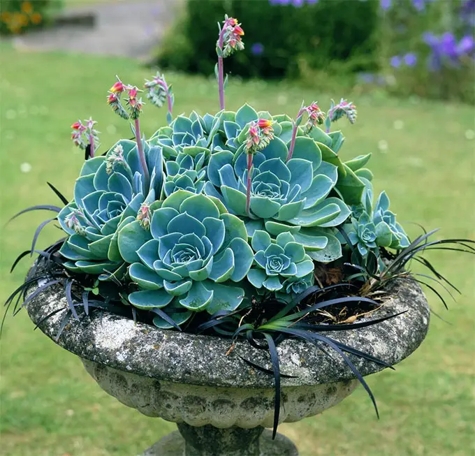 succulent fountain planter