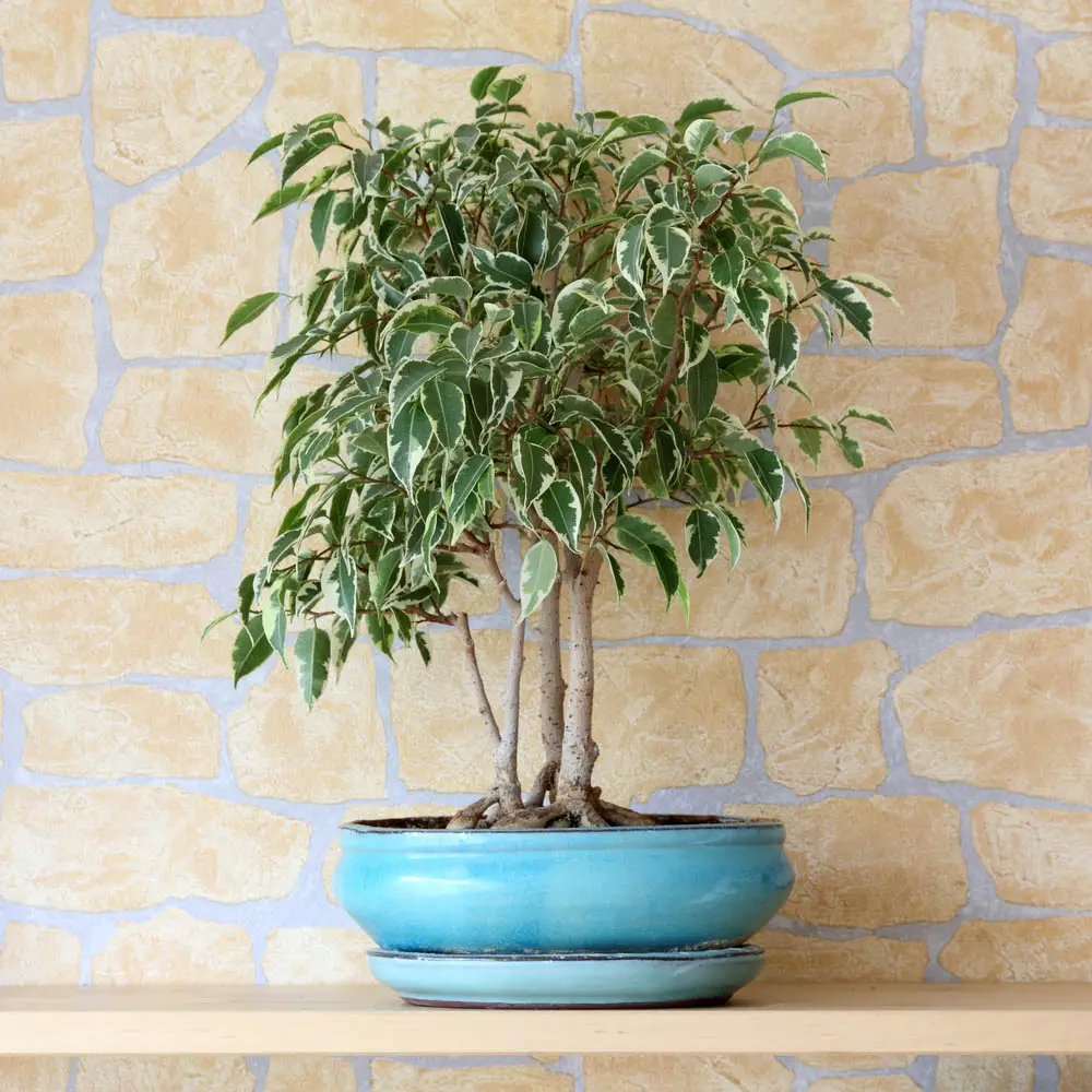 This plant makes a startling appearance in any well-lit room, and is often found with braided trunks, as it's pliant when growing and will adapt to this carefully crafted look well. The only trouble you'll run into is with changing the plant's habitat too much. Leave it in some indirect sunlight and don't move it around much, and you'll see the lively plant thrive.