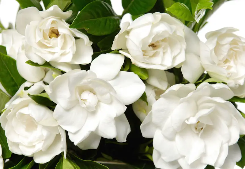 15 Beautiful and Fragrant Houseplants - Garden Lovers Club